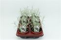 Afbeelding van Kerrieplant